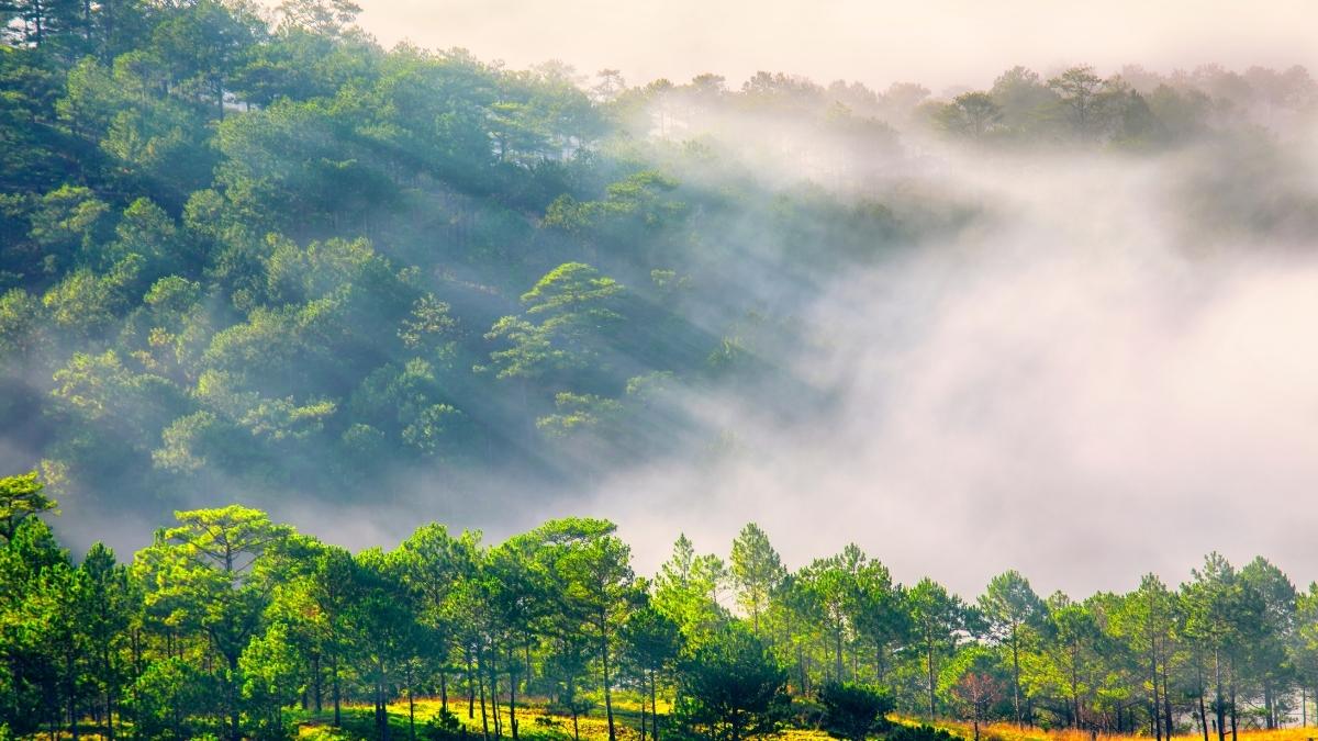 Rừng thông Đà Lạt trong sương sớm